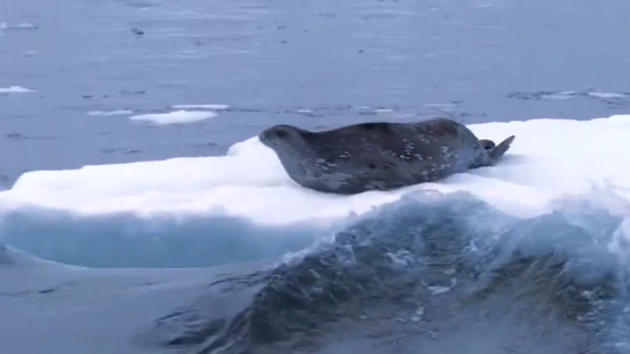 海豹大战虎鲸群不拼命哪有命