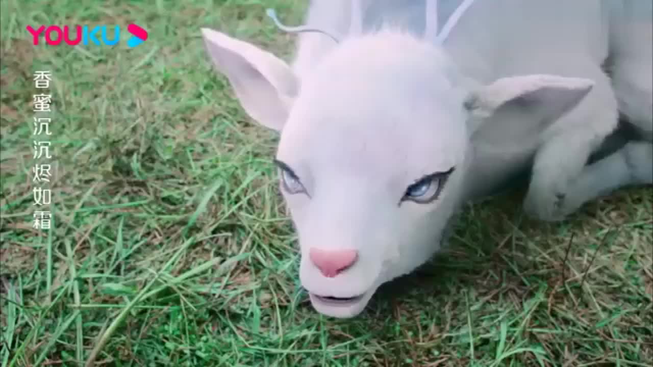 锦觅教魇兽装死没想到魇兽一下就学会了连小鱼仙倌都被骗了