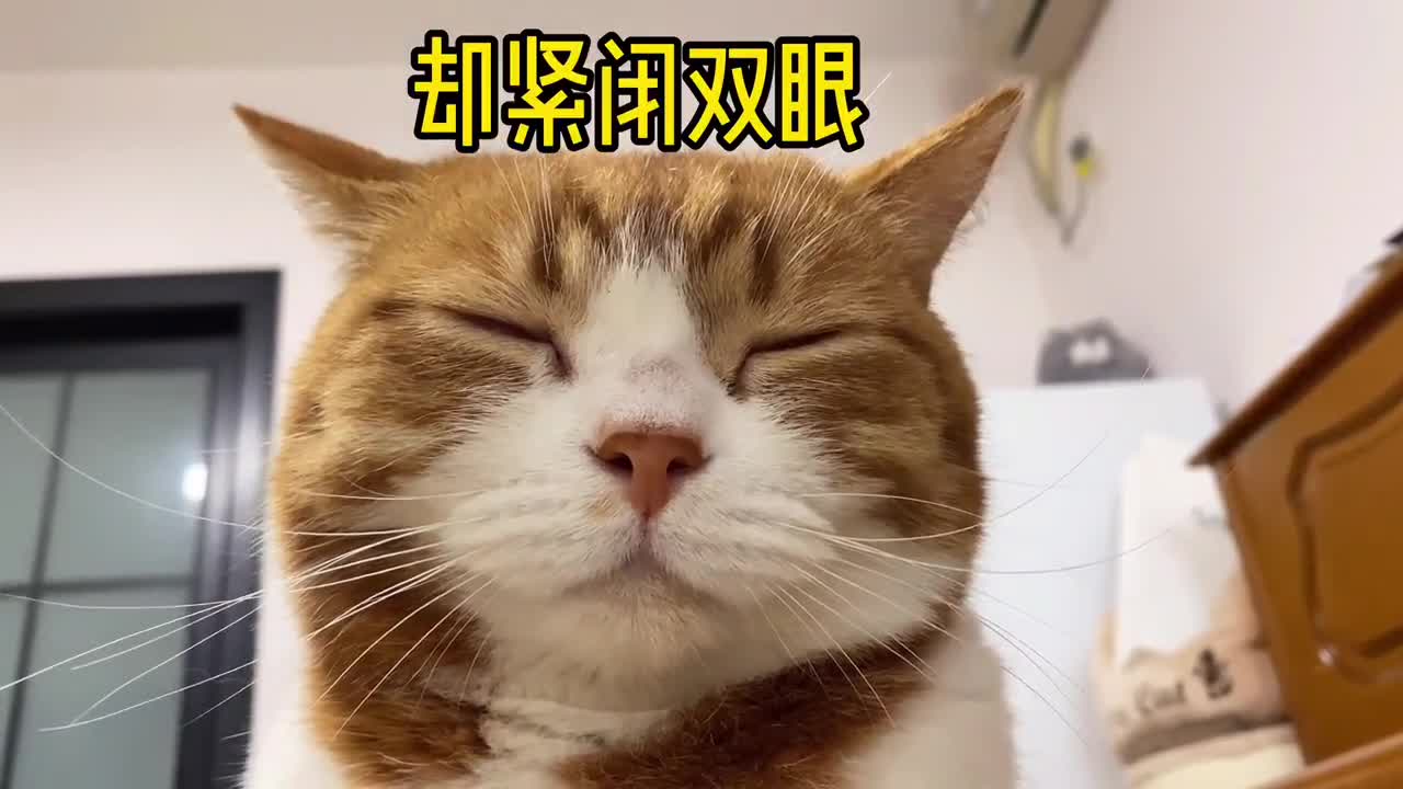 喵喵女施主请自重