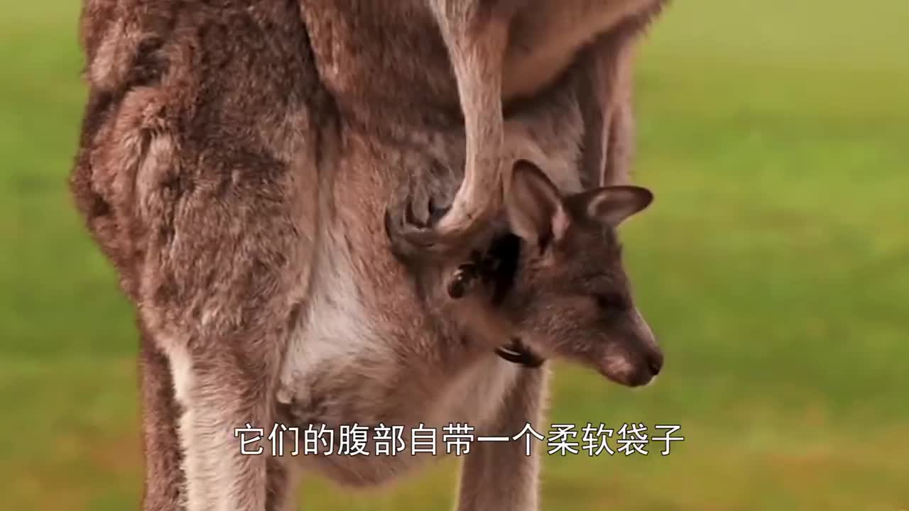 袋鼠的育儿袋里究竟有什么等到翻开后你绝对再也不想看了