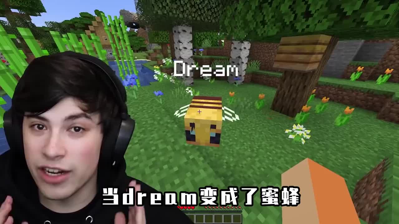 我的世界dream变成了蜜蜂全程无所事事在周围玩耍