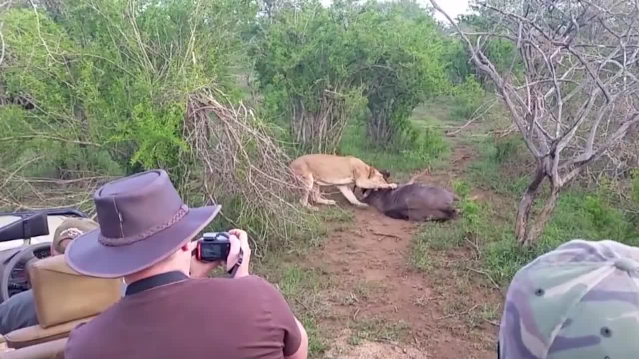 狮子锁住牛羚脖子不放,下一秒牛羚将狮子按在地上,一顿狂顶