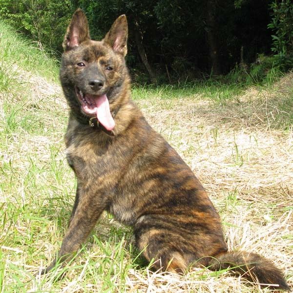 康熙大帝为它亲笔题词获得御犬称号虎斑犬