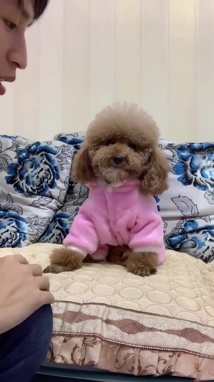 泰迪崽胖子配合爸爸一起演戏这表演天赋太可爱了