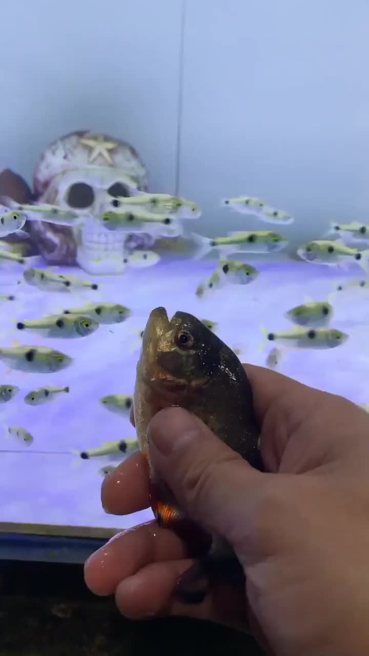 食人鱼也有今天,扔进鱼缸那一刻,真是万万没想到!