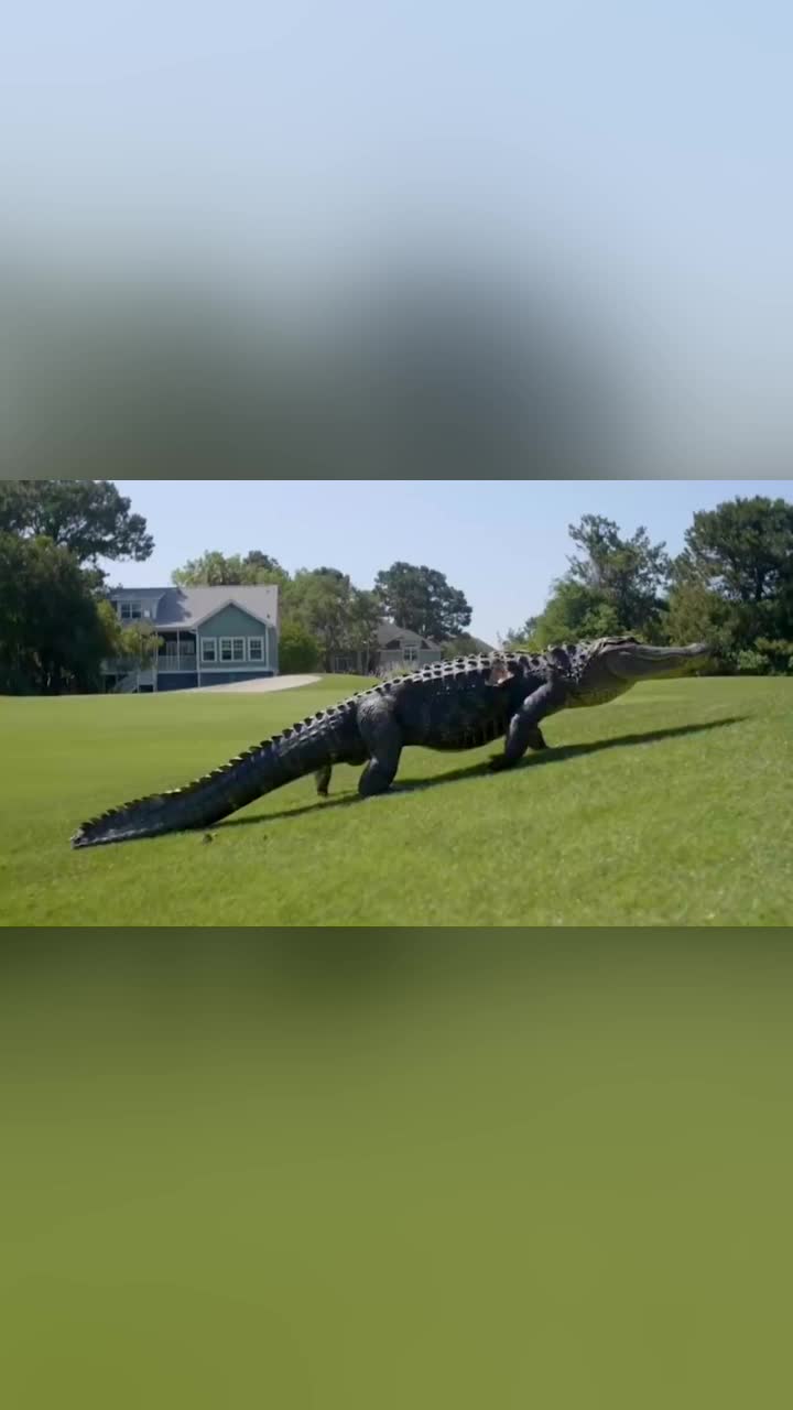 巨型鳄鱼出现在高尔夫球场走路姿势霸气外露引来众人围观