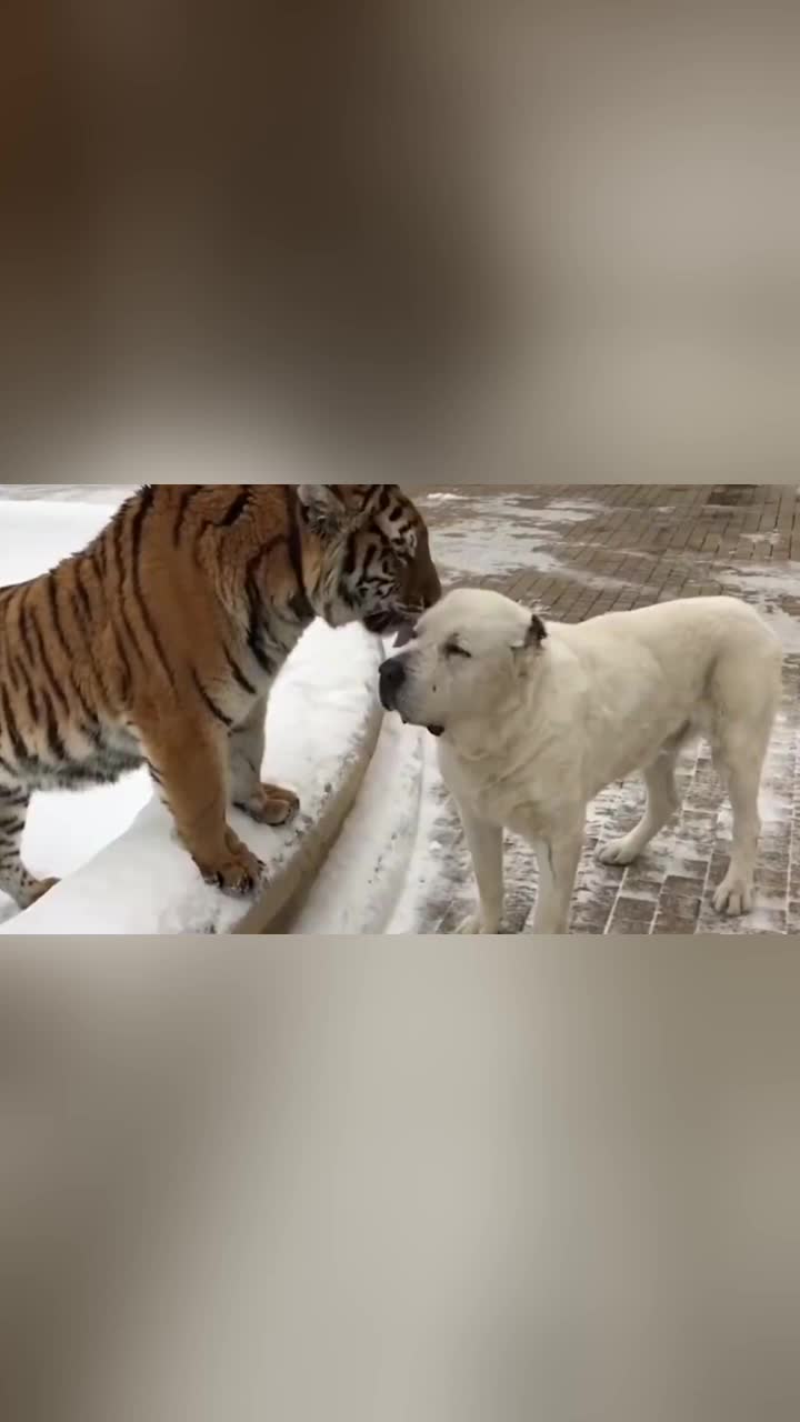 狗狗去看望一起长大的老虎兄弟离别数年画面催人泪下