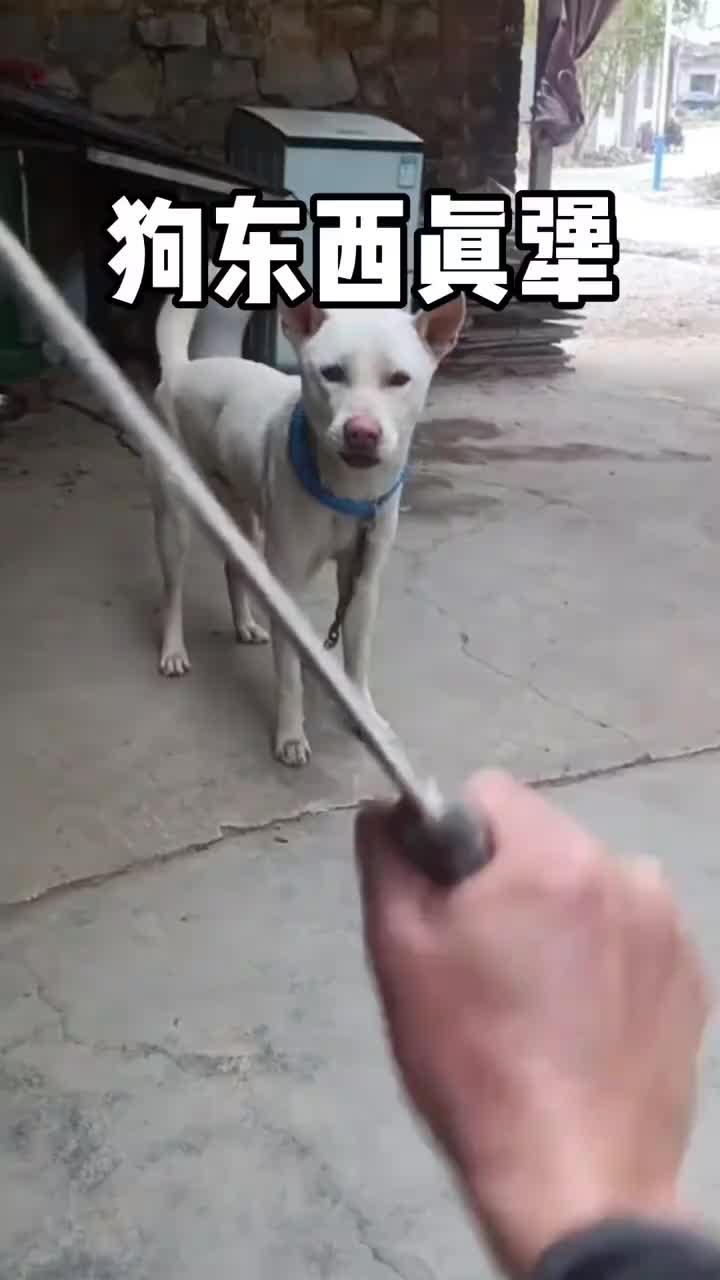 是什么给你的勇气梁静茹吗