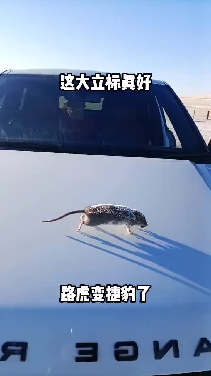 这标真霸气，路虎变捷豹