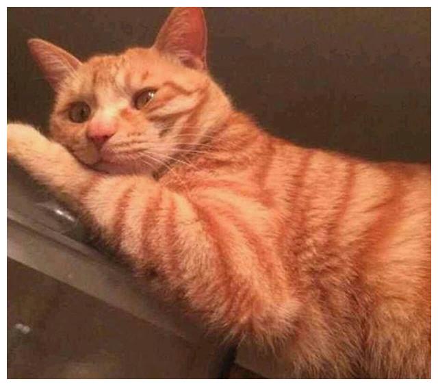 洗澡时猛一抬头发现橘猫趴在玻璃上偷看那眼神也是醉了