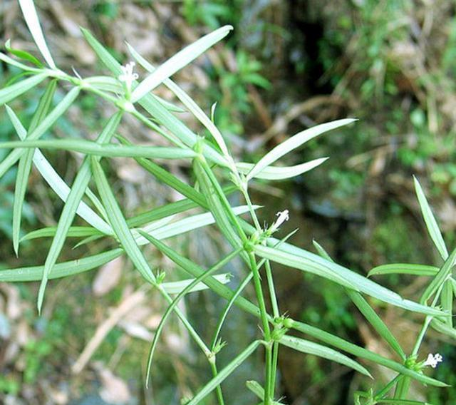 一种蛇都害怕的东西,能养肝能抗癌,野外遇见,引起重视|抗癌|总管|植物