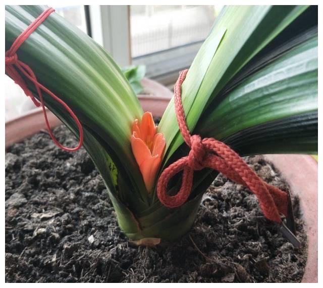 君子兰一开花就夹箭,其实是缺点料,喂它喝点立马窜出花箭!