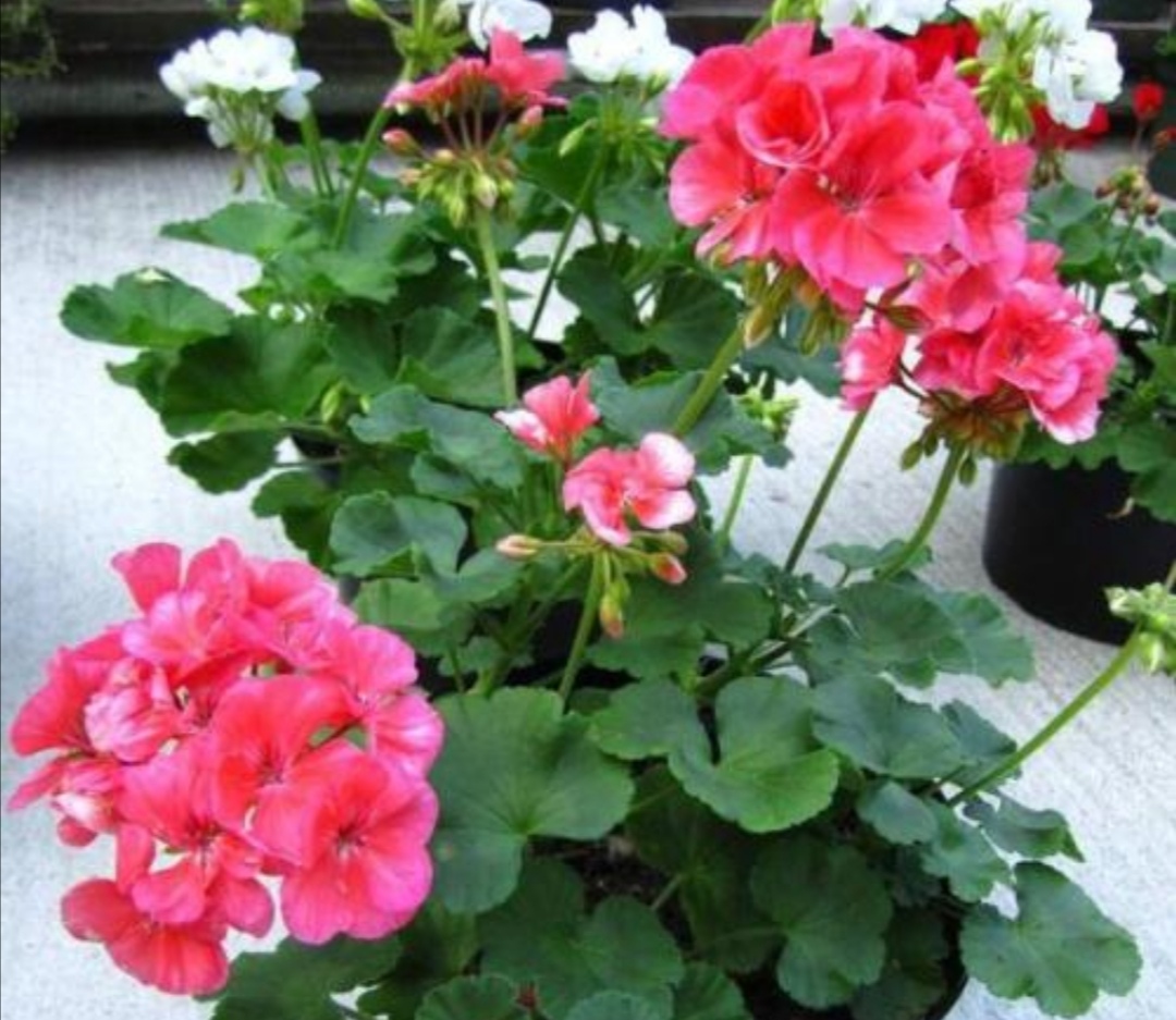 家中养天竺葵掌握好几个关键点照常开花