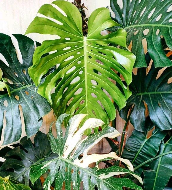 客厅养龟背竹,谨记"4点",叶子大开背早,不倒伏,长的高