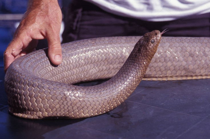 渔民意外发现奇怪条状物,抓住后,不禁让人发麻|海蛇|条状|渔民_新浪