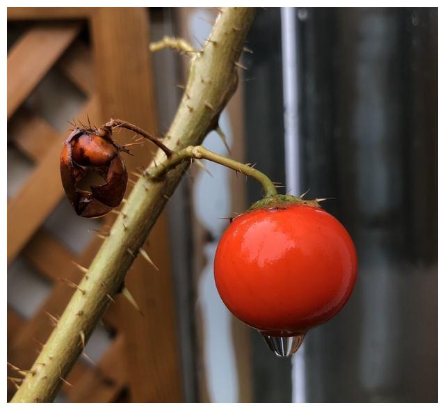 浑身都是刺,果实似西瓜又似番茄,若遇见别误食,小心中毒__财经头条