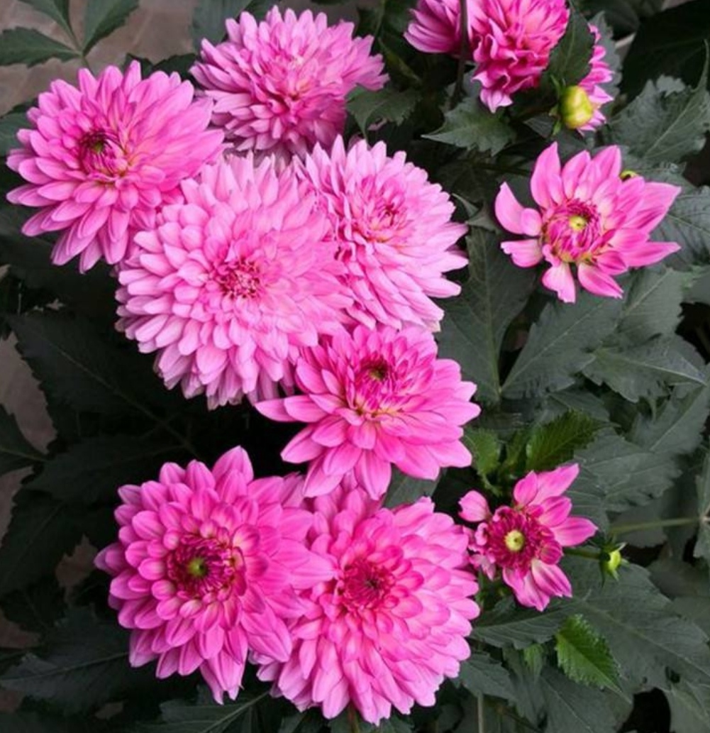 地瓜花开花大花期长适合养在庭院阳台