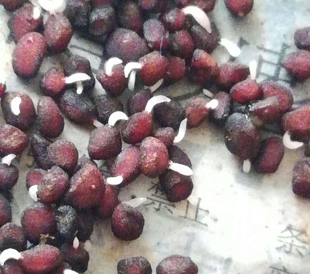 自家的仙客来授粉后结出种子,催芽后冒出一片小白头__财经头条