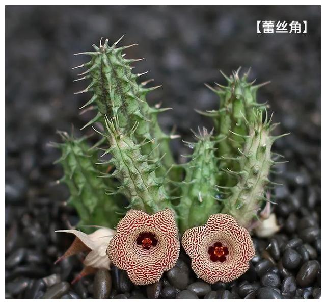 多肉——萝藦科__财经头条