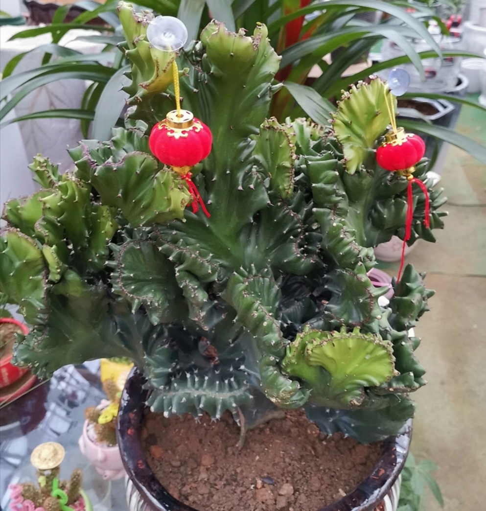 家中养盆麒麟掌美观又大方