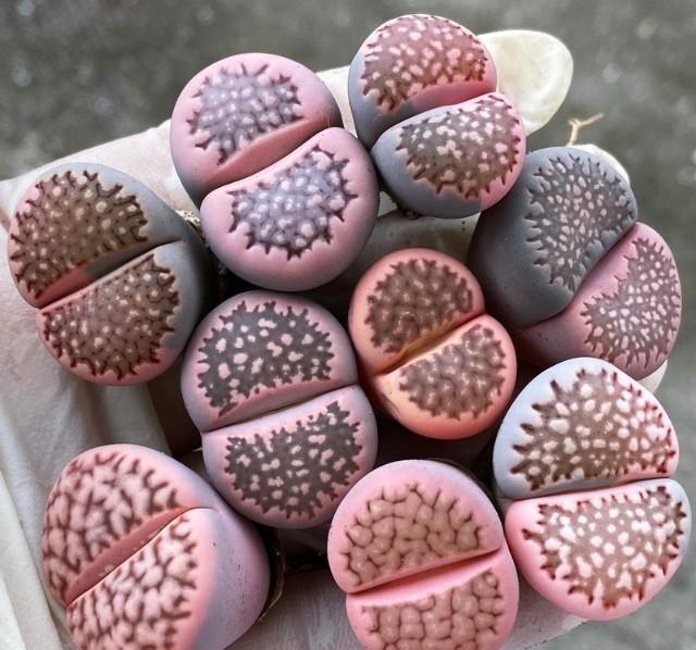 精致的生石花在野外天生地长丑陋又野性