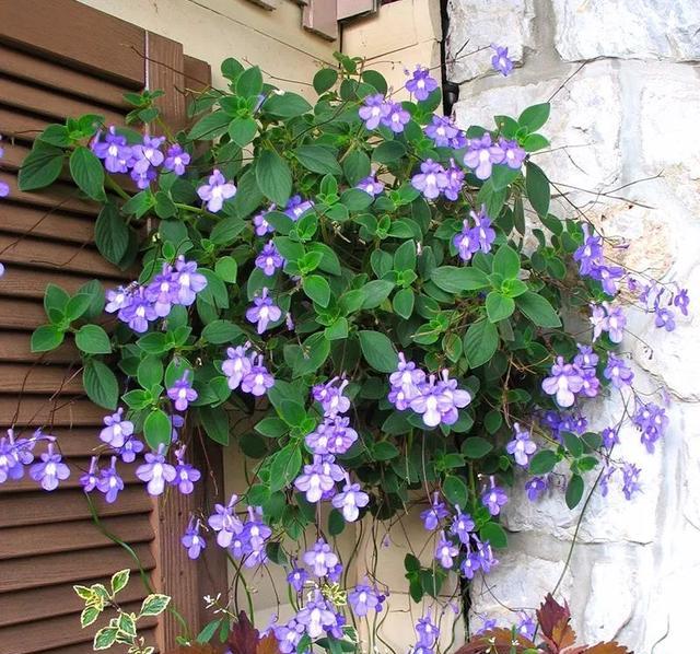 四种"垂吊花",漂亮还不占地方,家里养一盆,邻居见了都说好