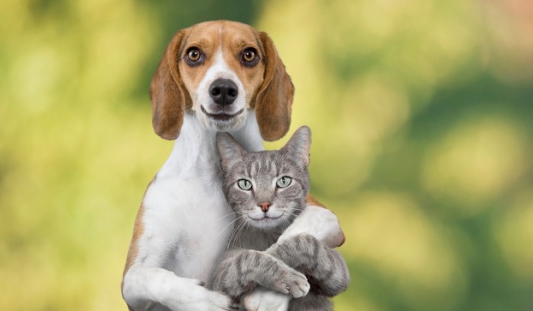 猫狗大战为何总是猫占上风?狗的战斗力真的很弱吗?真相令人无奈|猫咪|