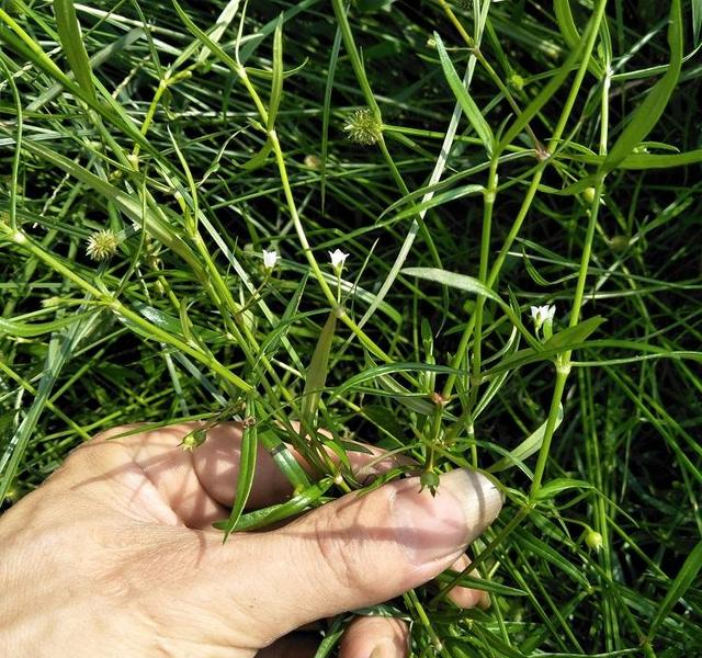 它叫百花蛇舌草又名羊须草人们都视而不见殊不知很珍贵