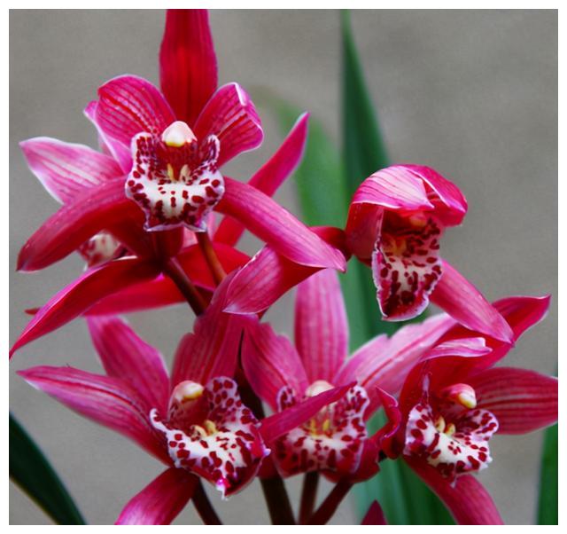 此兰花 像 贵妃 一样漂亮 花姿雍容典雅 兰香醇正悠久 高清图集 新浪网