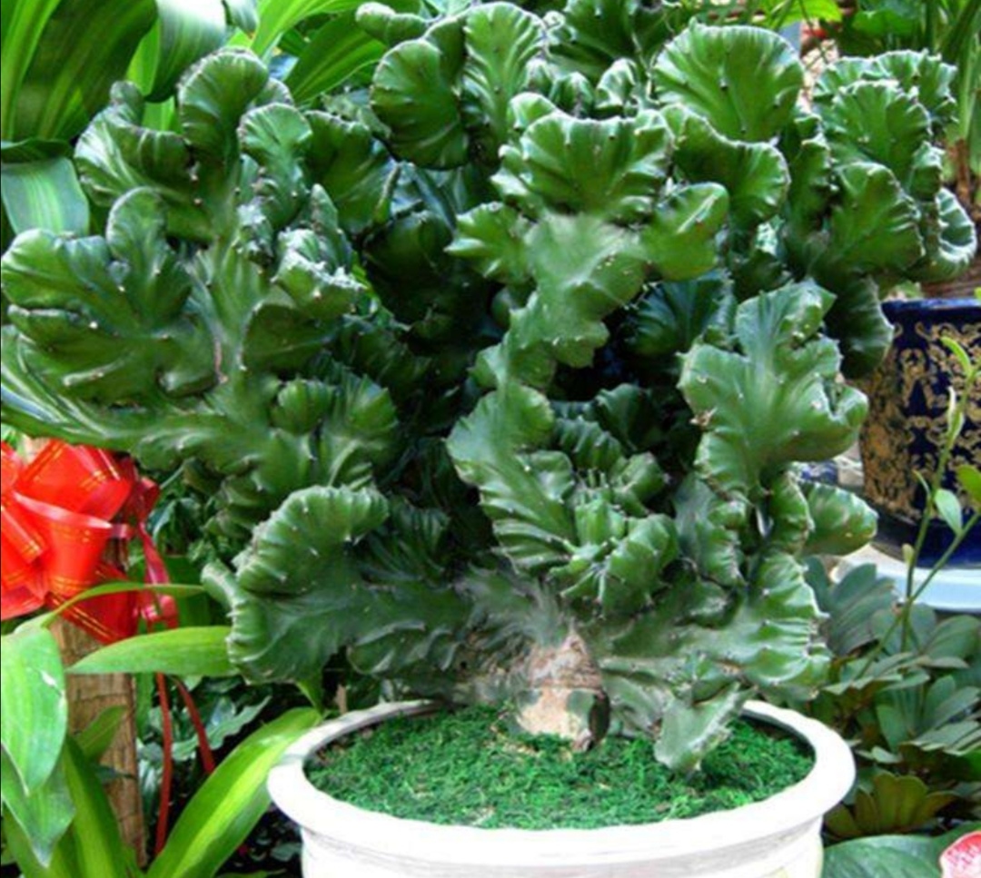 家中养盆麒麟掌美观又大方