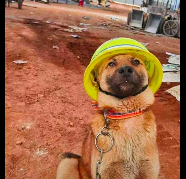 一只在工地上的狗狗,人们给它戴上了安全帽,这不就是监工吗?