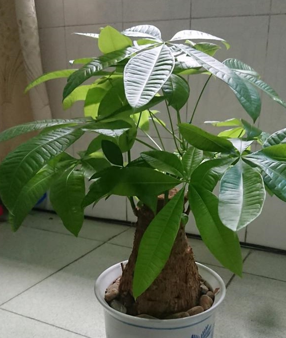 养发财树盆里埋点料10年不烂根枝繁叶茂长势旺得不得了