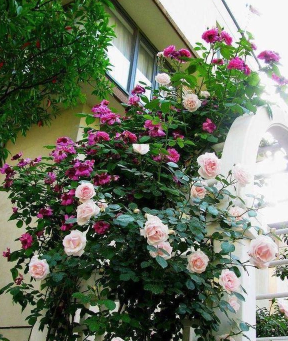 几根柱子把月季给绑架了秒变大花柱简直是美呆了