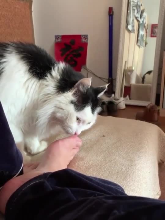 一只奇葩的猫咪,竟敢闻铲屎官的脚丫子!最后的表情好逗!