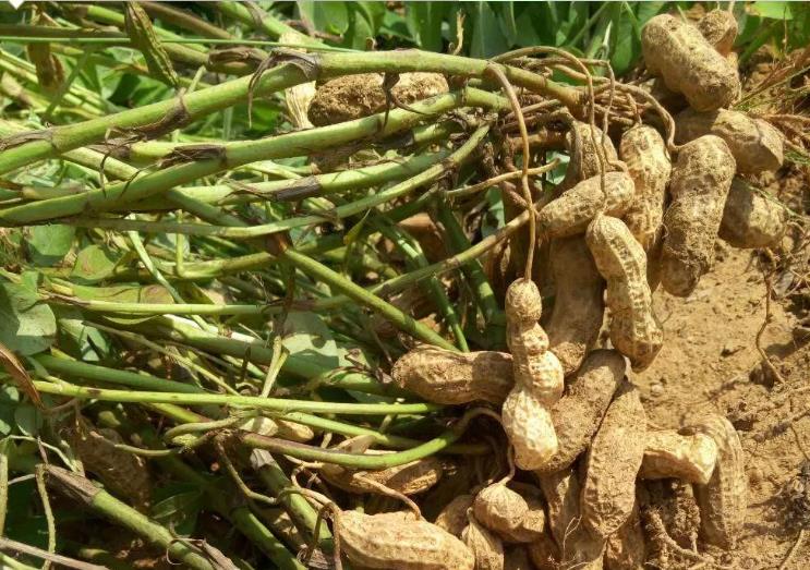 农民种大豆花生,多花一块钱,用上糖醇钼肥,花多荚满大幅增产