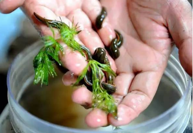 小伙测试将盐巴撒在蚂蟥全身一会功夫蚂蟥奇特变化发生了