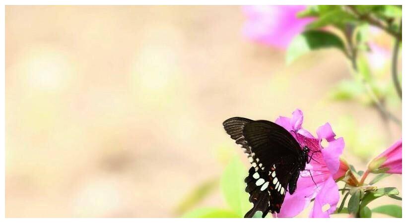 2月6日起 丘比特来送爱情 4大星座情深意切 良缘相伴 丘比特 爱情 水瓶座 新浪新闻