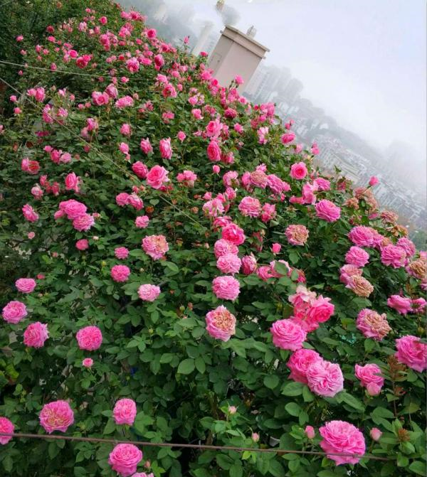 她花一萬塊在樓頂種滿月季花網友養出了百畝花田的氣勢美