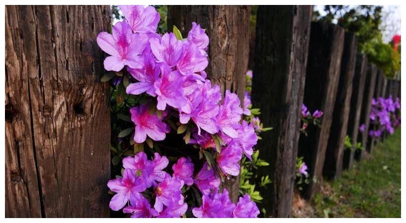 2月6日起 丘比特来送爱情 4大星座情深意切 良缘相伴 丘比特 爱情 水瓶座 新浪新闻