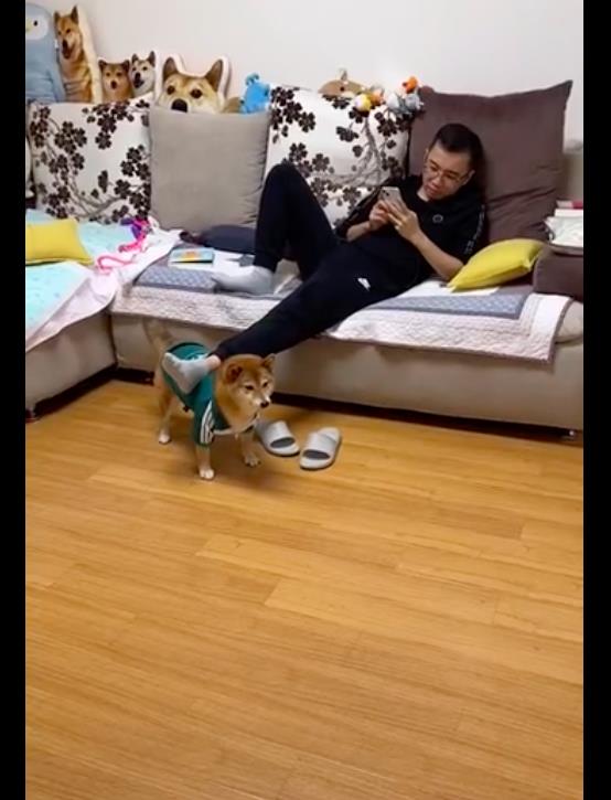 男主人在沙发上玩手机把脚搁在柴犬的身上养狗千日用狗一时啊
