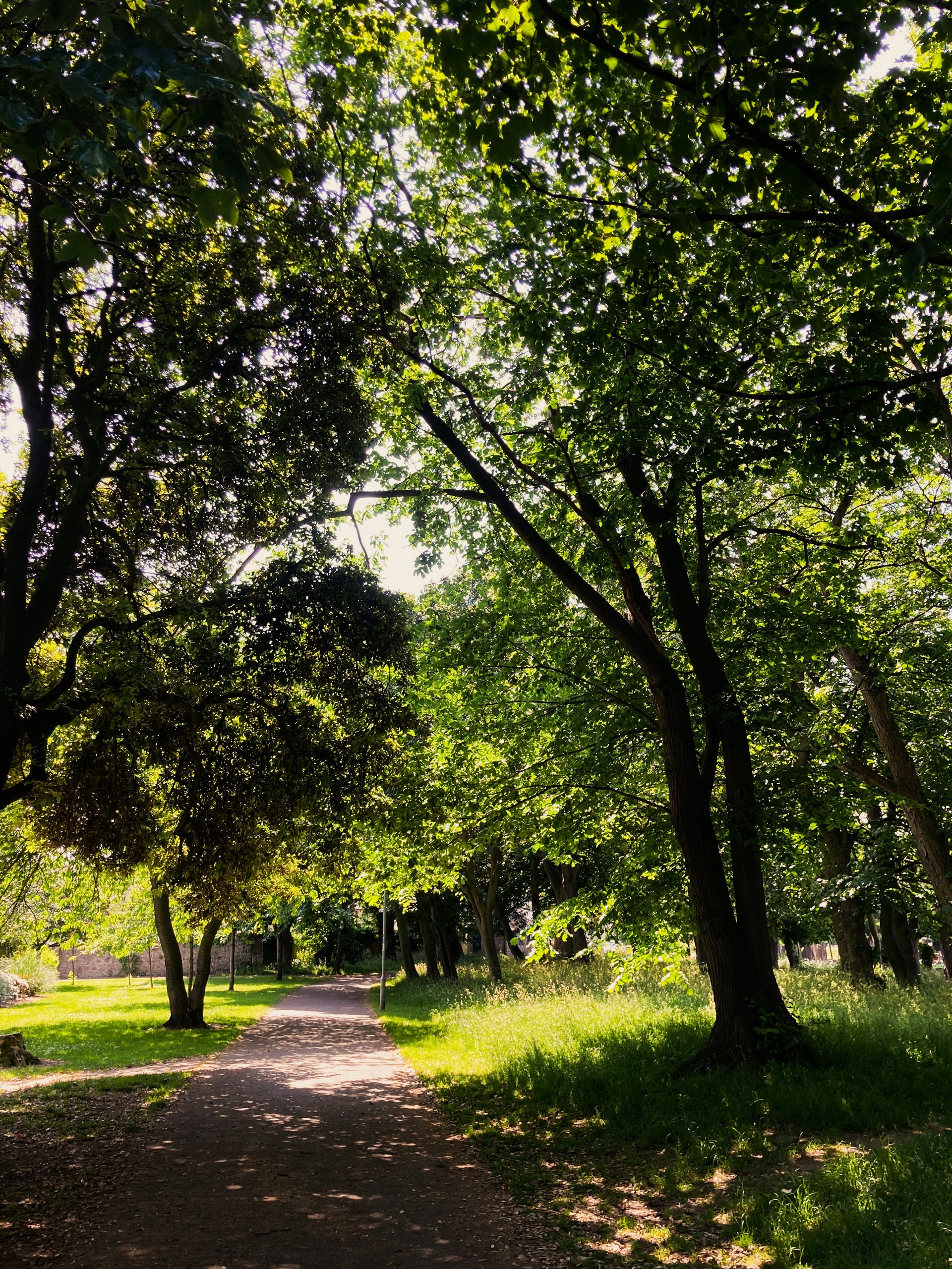 夏日阳光 林间小道