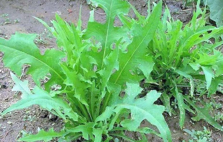 苦麻菜是一種可以食用的野菜,是一種綠色野生草本植物,大多生長在中國