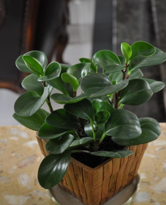 学会3个小"套路",叶片肥厚有光泽,新芽猛冒挤爆盆|豆瓣绿|叶片|植物