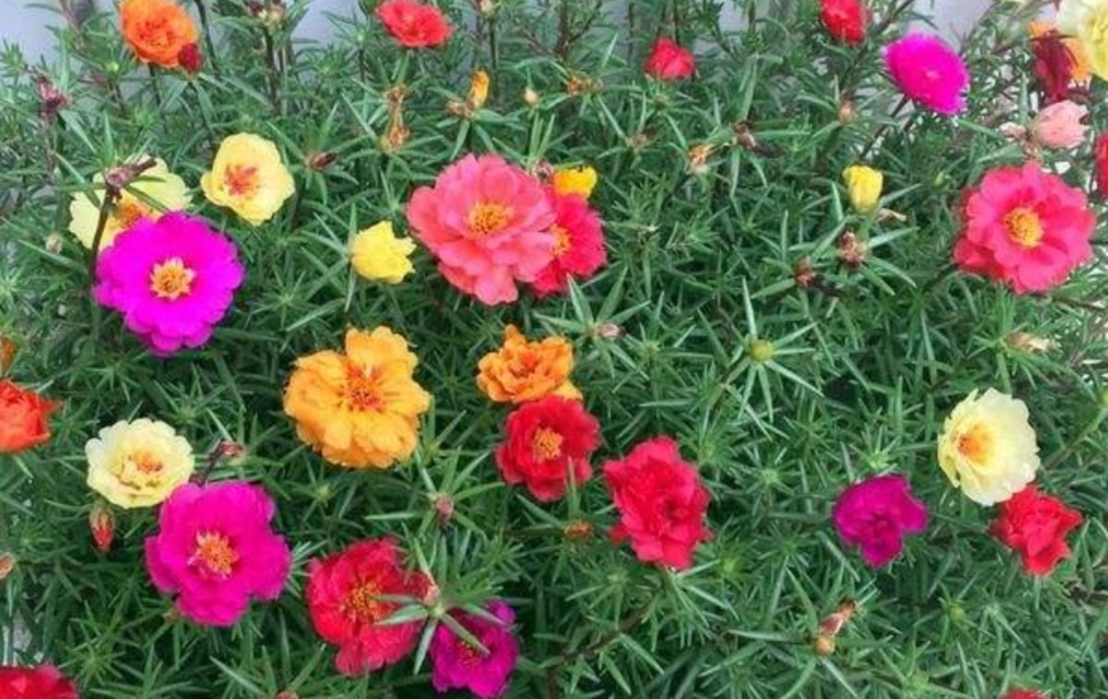 盆栽太阳花 长得旺 开花多 只要掌握5个关键点 高清图集 新浪网