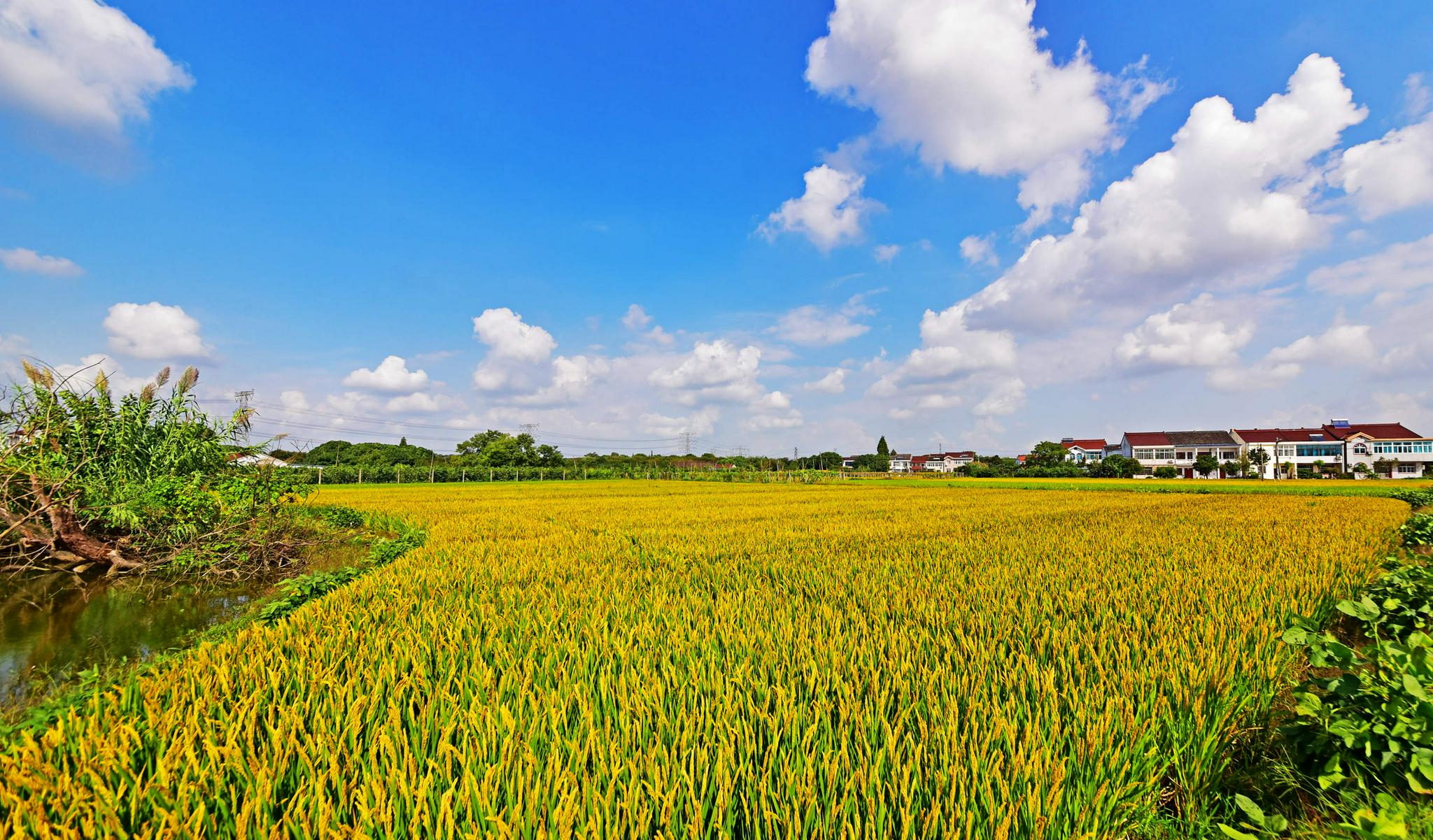 秋行锡北,希望的田野,丰收在望.江苏省无锡市锡山区锡北镇.
