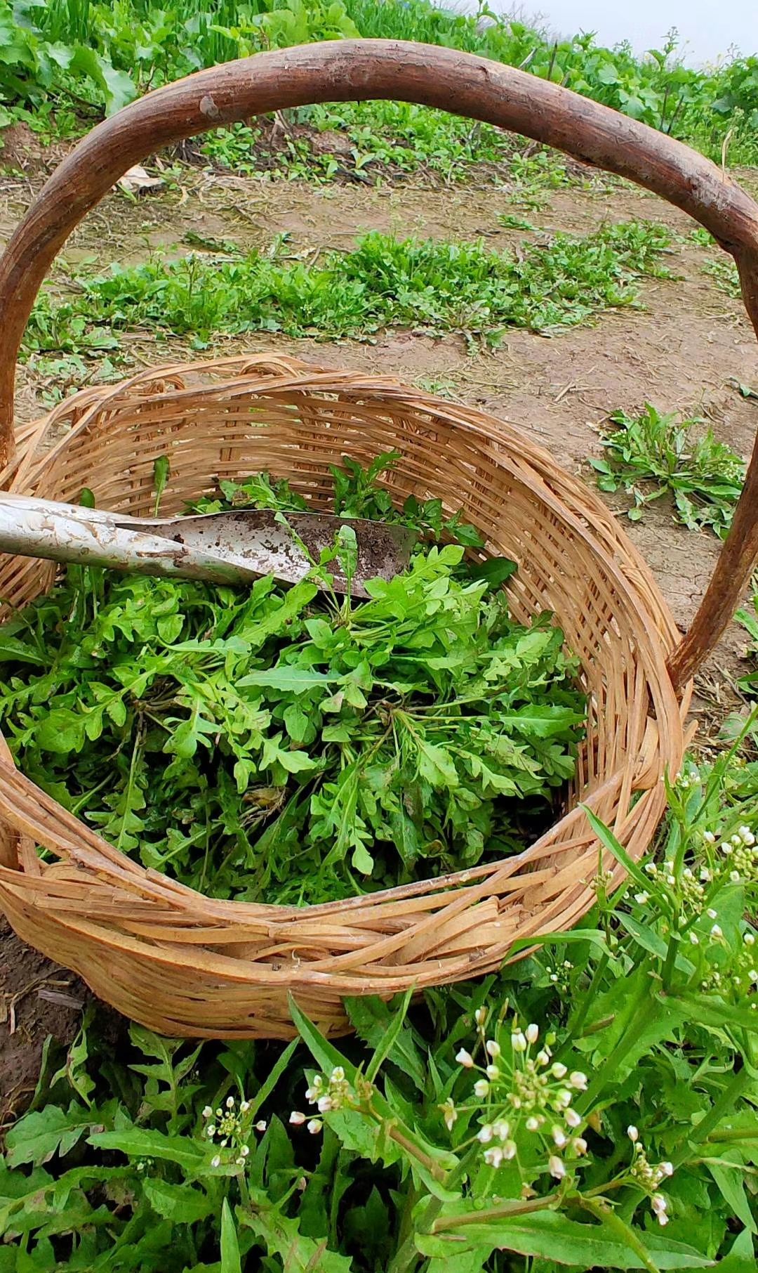 蒸荠菜,越简单越好吃_高清图集_新浪网