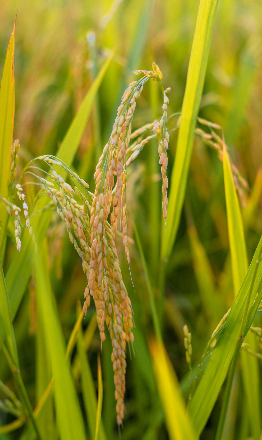 1 / 5 水稻成熟了,金黄金黄的稻穗在微风中随风起舞让人陶醉其中