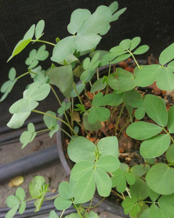 农村人叫它:猪屎篮,嫩叶能清炒,长的豆荚像咖啡,还能做枕头_高清图集