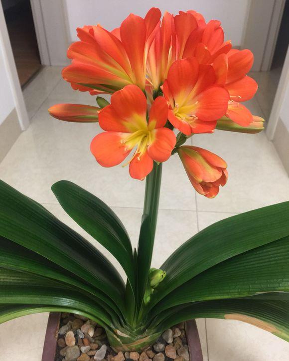 长春市花君子兰,养起来很简单,几个小常识,新手能养开花