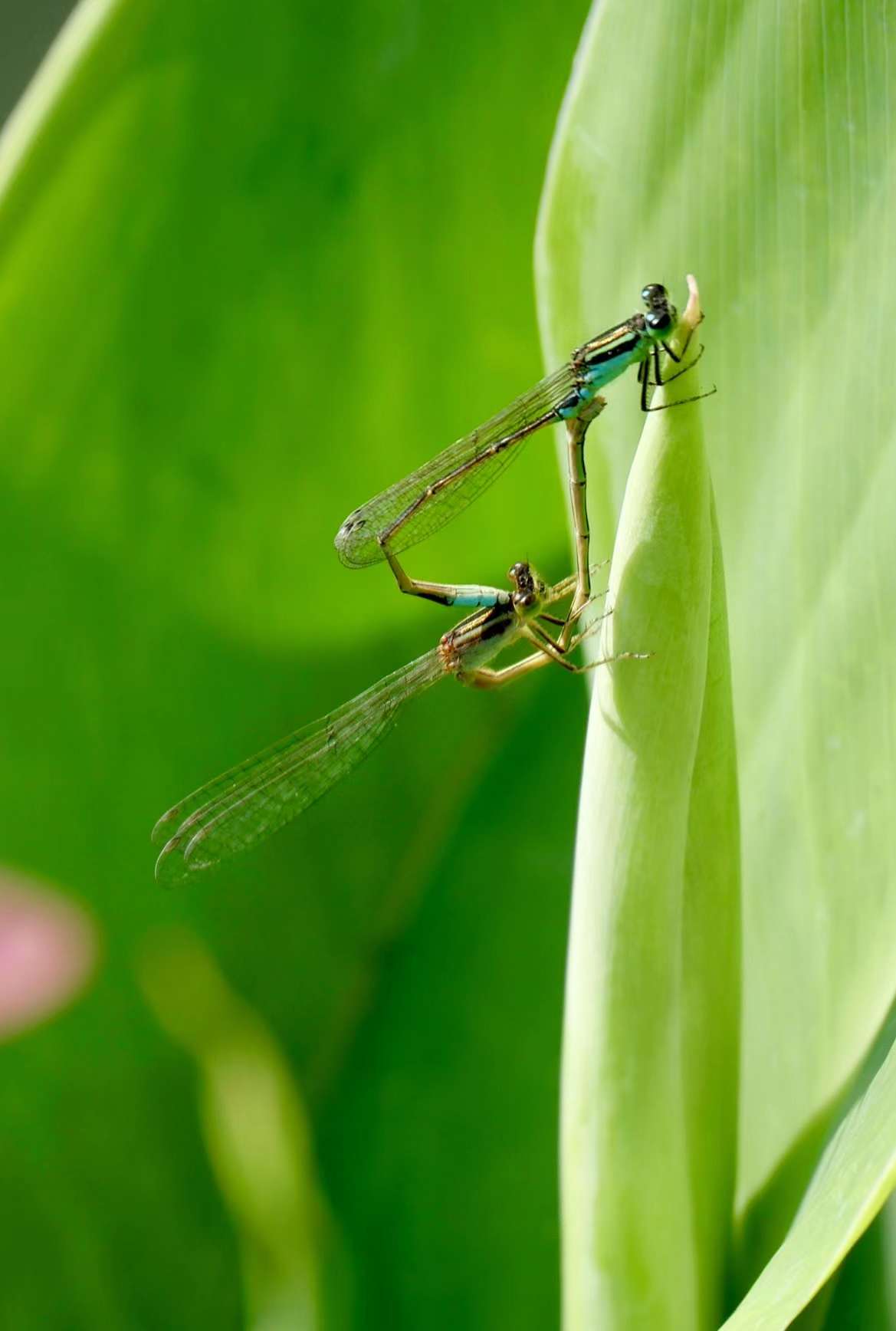 可爱的昆虫豆娘_高清图集_新浪网